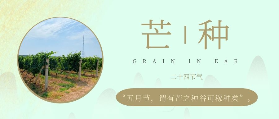 芒種 ▎風(fēng)吹葡園浪，蟬鳴夏始忙