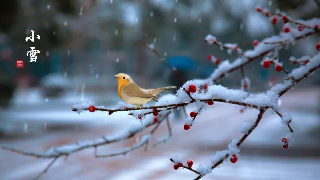 小雪 ▎等一地雪白，與歲月慢酌