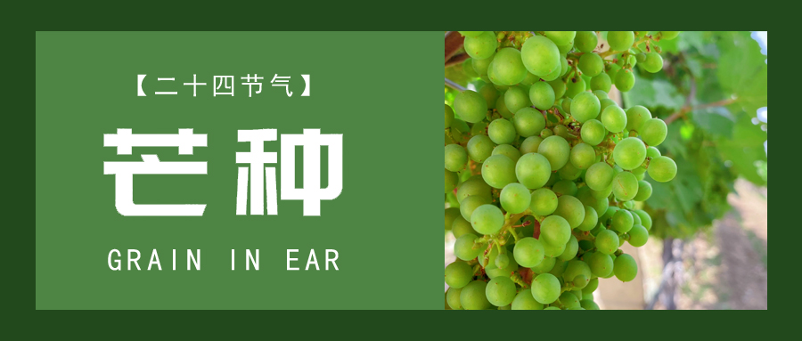 芒種 ▎忙終有獲，種得其所
