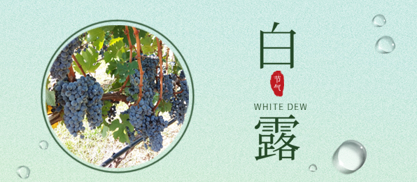 白露 ▎葡園循風(fēng)，奔赴一場秋色
