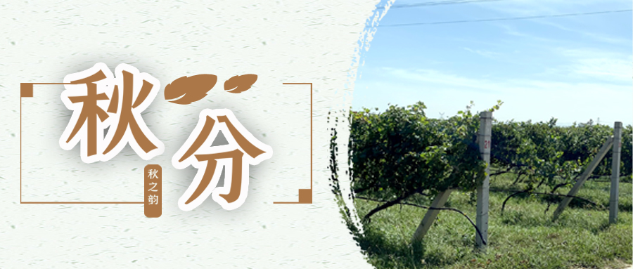 秋分 ▎秋分載萬物，葡園話豐收